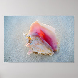 Queen Conch Shell op Bahamas Beach Poster