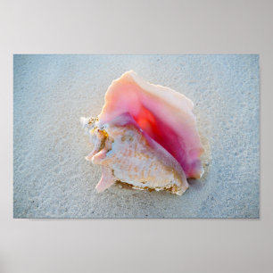 Queen Conch Shell op Bahamas Beach Poster