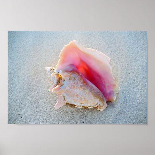 Queen Conch Shell op Bahamas Beach Poster (Voorkant)