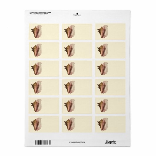 Queen Conch Shell Seashell, zeeleven Etiket (Full Sheet)