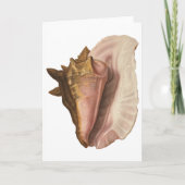 Queen Conch Shell Seashell,  zeeleven Kaart (Voorkant)