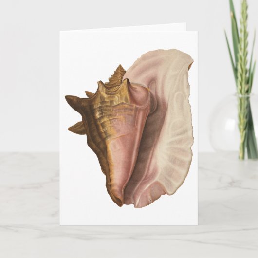 Queen Conch Shell Seashell,  zeeleven Kaart (Voorkant)