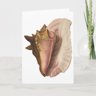 Queen Conch Shell Seashell,  zeeleven Kaart