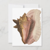 Queen Conch Shell Seashell,  zeeleven Kaart (Voorkant)