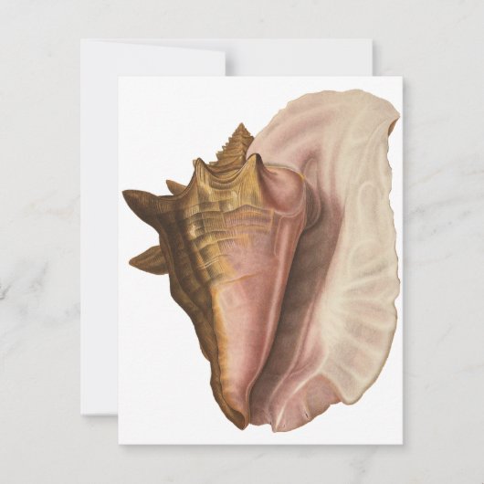 Queen Conch Shell Seashell,  zeeleven Kaart (Voorkant)