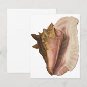 Queen Conch Shell Seashell,  zeeleven Kaart (Voorkant / Achterkant)