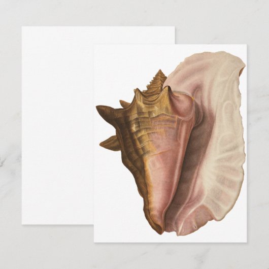 Queen Conch Shell Seashell,  zeeleven Kaart (Voorkant / Achterkant)