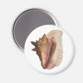 Queen Conch Shell Seashell,  zeeleven Magneet (Voorkant / Achterkant)