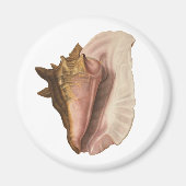 Queen Conch Shell Seashell,  zeeleven Magneet (Voorkant)