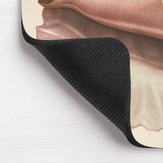 Queen Conch Shell Seashell,  zeeleven Muismat (Hoek)