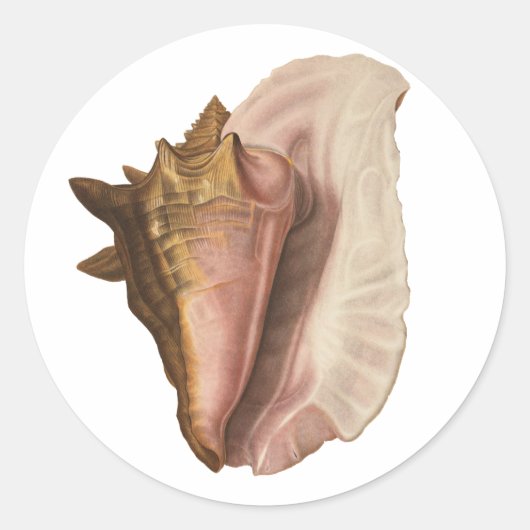 Queen Conch Shell Seashell,  zeeleven Ronde Sticker (Voorkant)