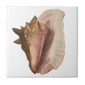 Queen Conch Shell Seashell,  zeeleven Tegeltje (Voorkant)