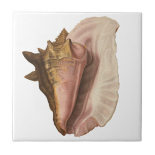 Queen Conch Shell Seashell,  zeeleven Tegeltje