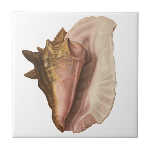 Queen Conch Shell Seashell,  zeeleven Tegeltje (Voorkant)