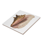 Queen Conch Shell Seashell,  zeeleven Tegeltje (Zijkant)