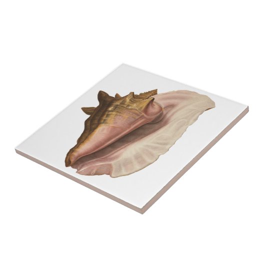 Queen Conch Shell Seashell,  zeeleven Tegeltje (Zijkant)