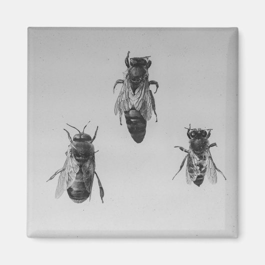 Queen Drone Worker Bijen houden Apiologie Apiarist Magneet (Voorkant)