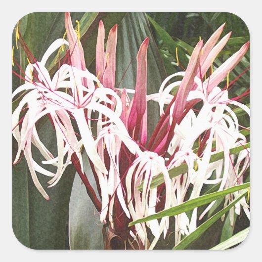 Queen Emma Crinum Lilies Sticker (Voorkant)