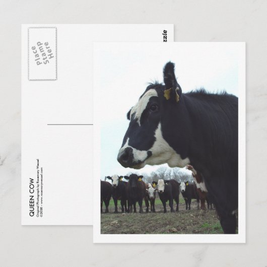 Queen Koe Briefkaart (Voorkant / Achterkant)