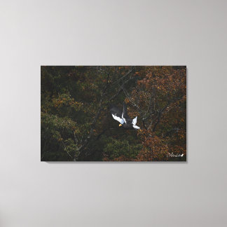 Queen of the Forest - Steller's sea eagle Canvas Afdruk