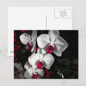 Queen Orchid Briefkaart (Voorkant / Achterkant)