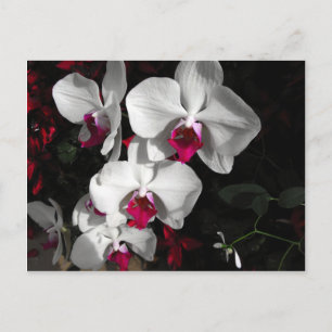 Queen Orchid Briefkaart