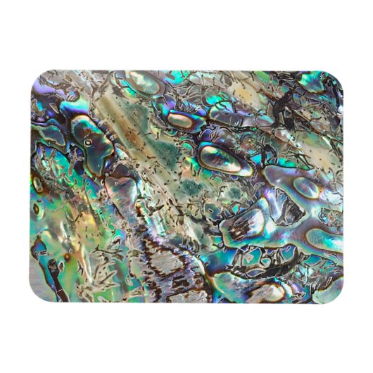 Queen paua shell magneet (Horizontaal)