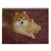 QUEEN SWEETIE POMERANIAN KALENDER (Hoes)