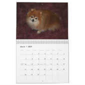 QUEEN SWEETIE POMERANIAN KALENDER (Mar 2027)