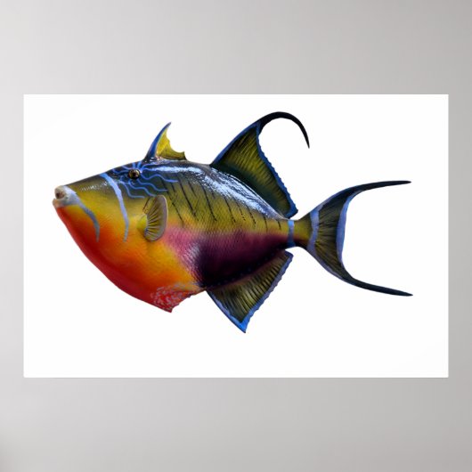 Queen Trigger Fish Poster (Voorkant)