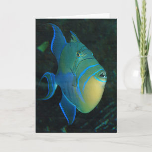Queen Triggerfish-wenskaart Kaart