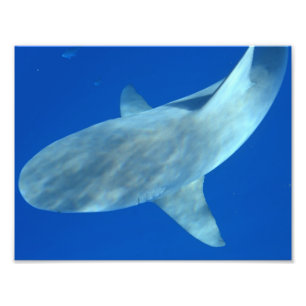 Queenie the Bull Shark - Uit Jupiter, FL Foto Afdruk