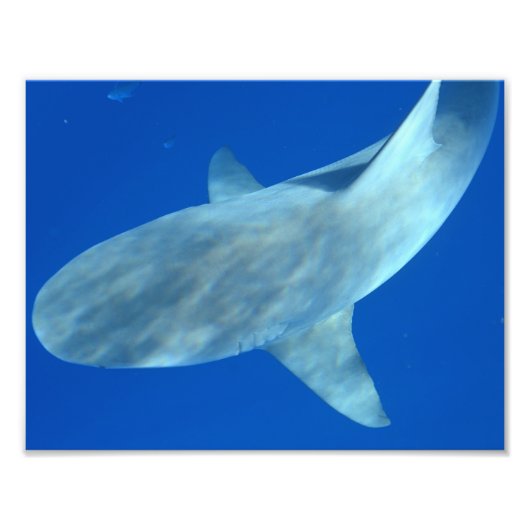 Queenie the Bull Shark - Uit Jupiter, FL Foto Afdruk (Voorkant)