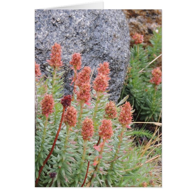 Queens crown (Voorkant)