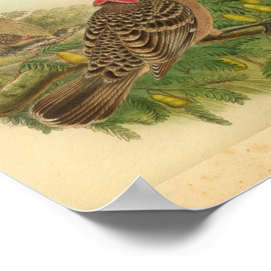 Queensland Bower Bird Brown Red  print (Hoek)