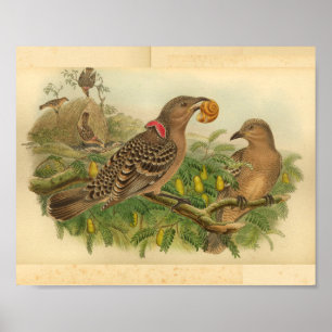 Queensland Bower Bird Brown Red  print