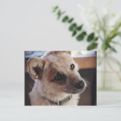 Queensland Heeler Pup Ringo Briefkaart (Staand voorkant)