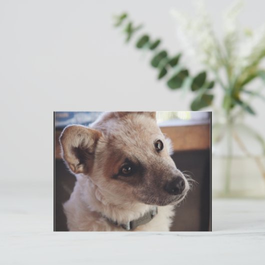 Queensland Heeler Pup Ringo Briefkaart (Staand voorkant)