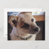 Queensland Heeler Pup Ringo Briefkaart (Voorkant / Achterkant)