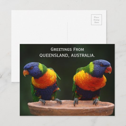 Queensland Rainbow Lorikeets Australia Briefkaart (Voorkant / Achterkant)