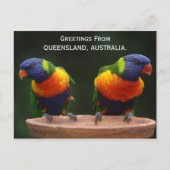 Queensland Rainbow Lorikeets Australia Briefkaart (Voorkant)