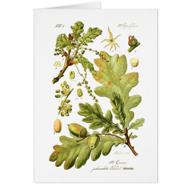 Quercus pedunculata (Engelse eik) (Voorkant)