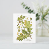 Quercus pedunculata (Engelse eik) Briefkaart (Staand voorkant)