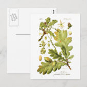 Quercus pedunculata (Engelse eik) Briefkaart (Voorkant / Achterkant)