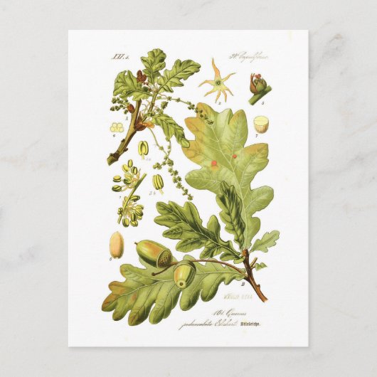 Quercus pedunculata (Engelse eik) Briefkaart (Voorkant)