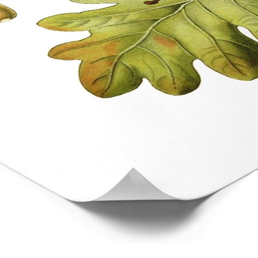 Quercus pedunculata (Engelse eik) Poster (Hoek)