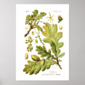 Quercus pedunculata (Engelse eik) Poster (Voorkant)