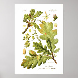 Quercus pedunculata (Engelse eik) Poster