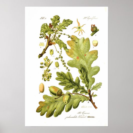 Quercus pedunculata (Engelse eik) Poster (Voorkant)