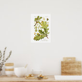 Quercus pedunculata (Engelse eik) Poster (Keuken)